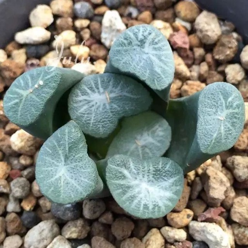 世界十大罕见花卉,世界名贵花卉高清大图