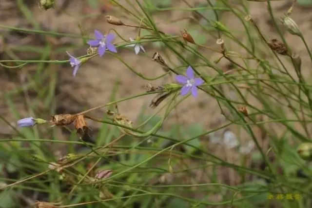 那些常见却叫不上名字的野花野草,常见的野花野草却是农家之宝