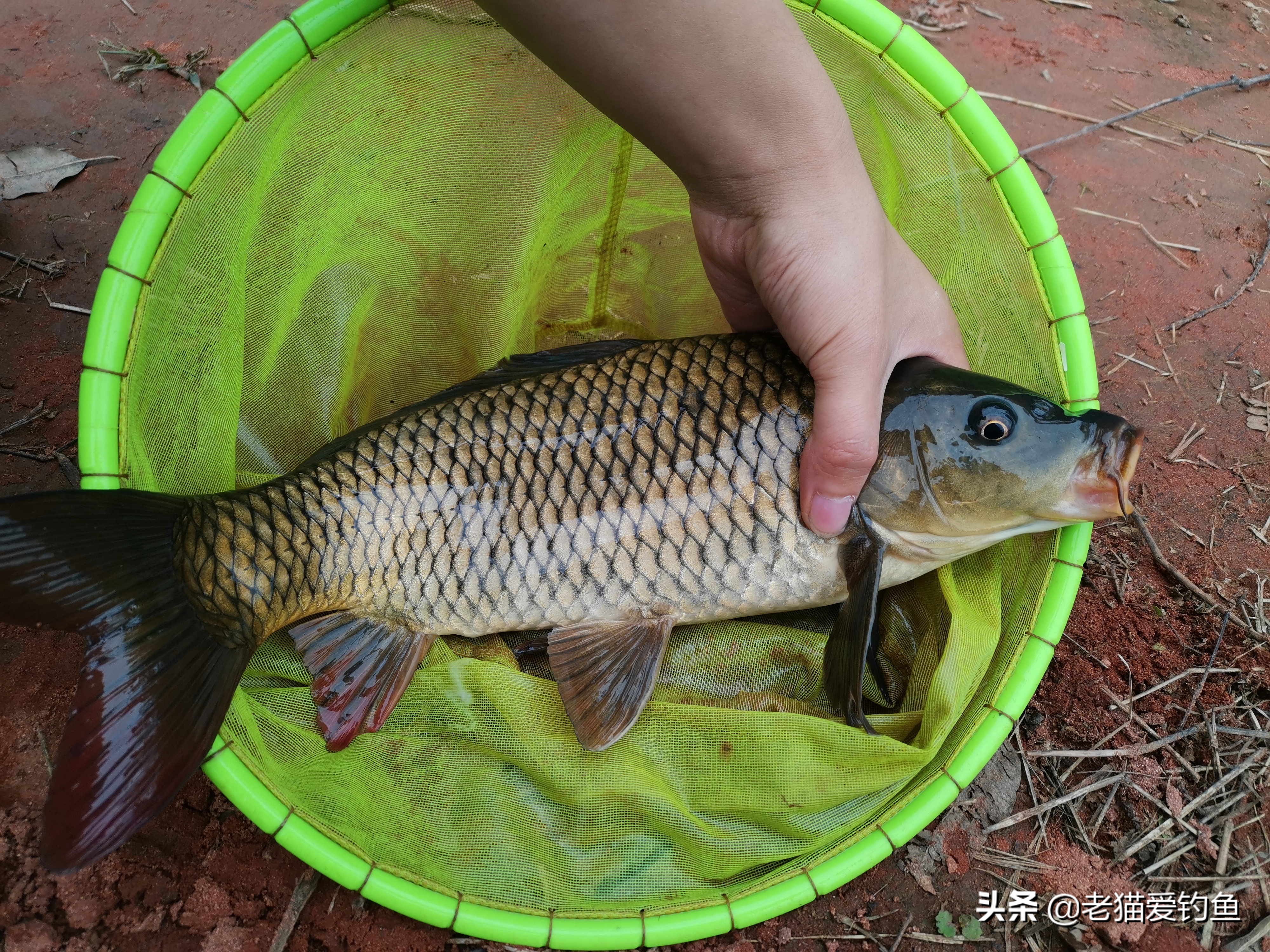 鲤鱼经常跳出水面为什么钓不到鱼,鲤鱼起浮正确方法