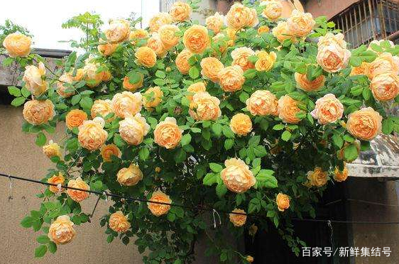 自制盆栽土壤怎么处理,家里盆栽用营养土养好吗