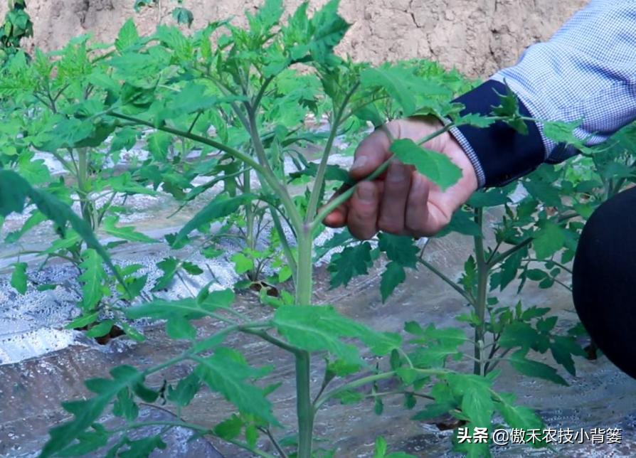 番茄挂果后如何整枝打杈,圣女果小番茄整枝打杈