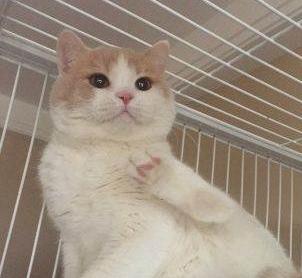 英国短毛猫什么毛色好,英国短毛猫十种受欢迎的毛色