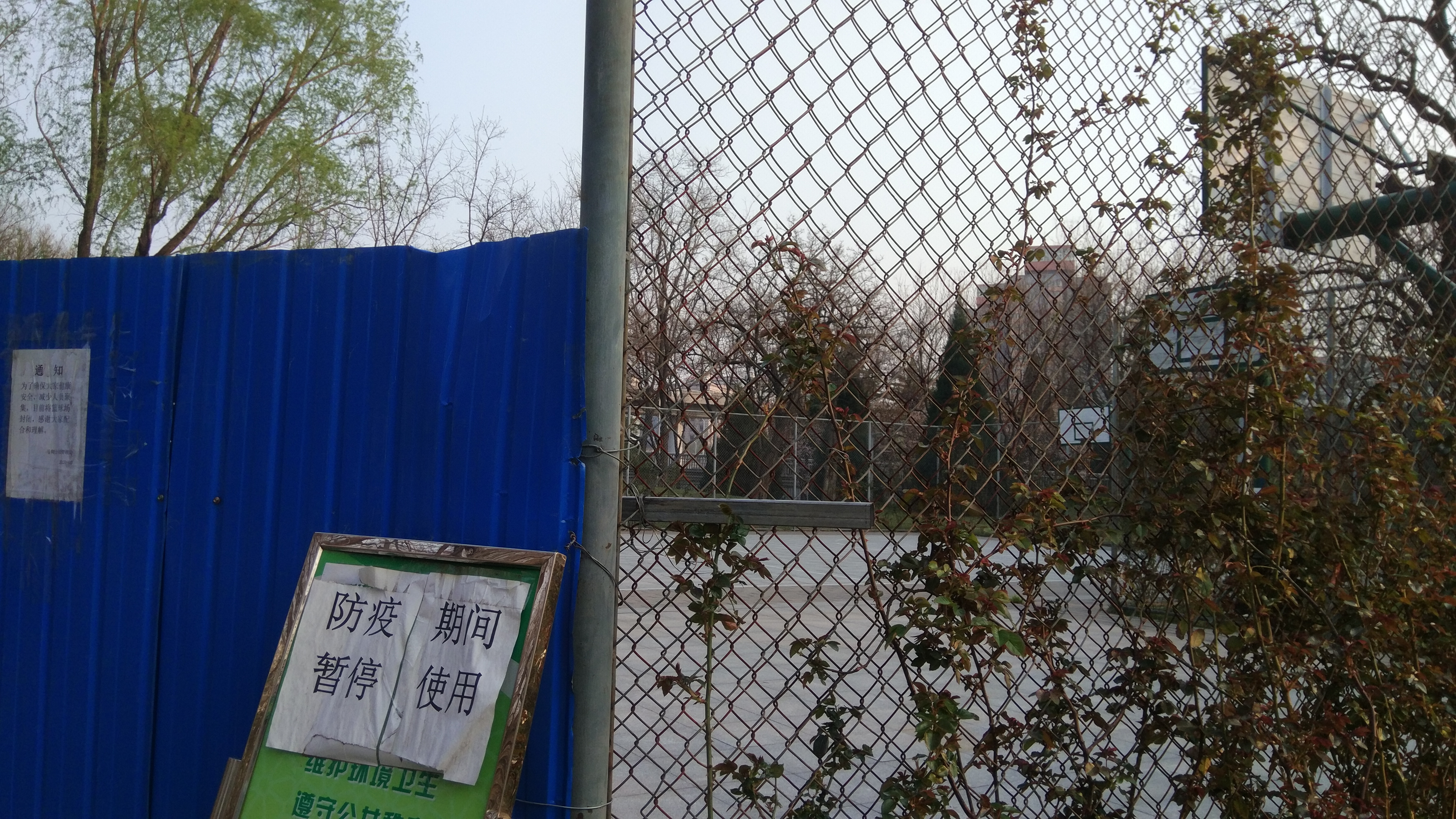 从没球打，到没工作：一个体育人的“非常时期”