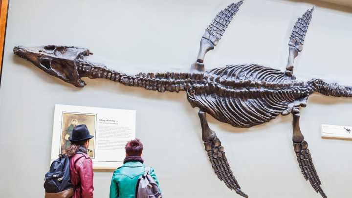 日本当年打捞的海怪,1977年日本捕获海怪照片