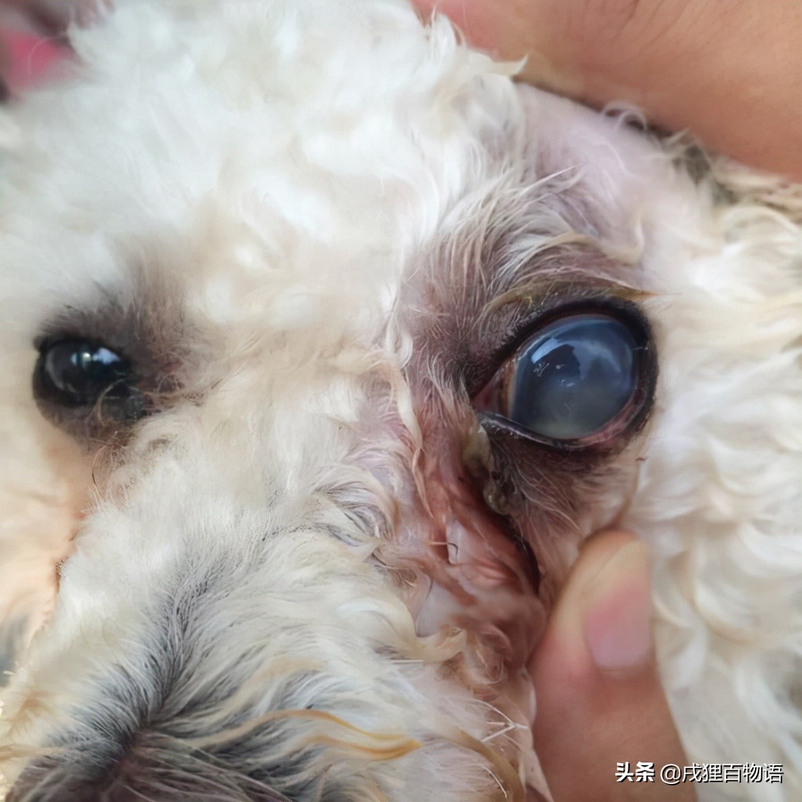狗狗眼睛结膜炎的症状及治疗方法,如何辨别狗狗是结膜炎还是白内障