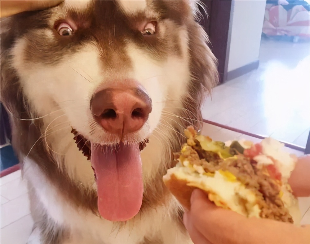 公认最贪吃的五种狗狗,什么宠物狗最挑食吃狗粮