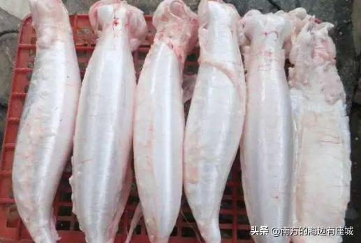 什么是鱼胶？鱼泡是怎样成为鱼胶的，整个蜕变中你不知道的秘密