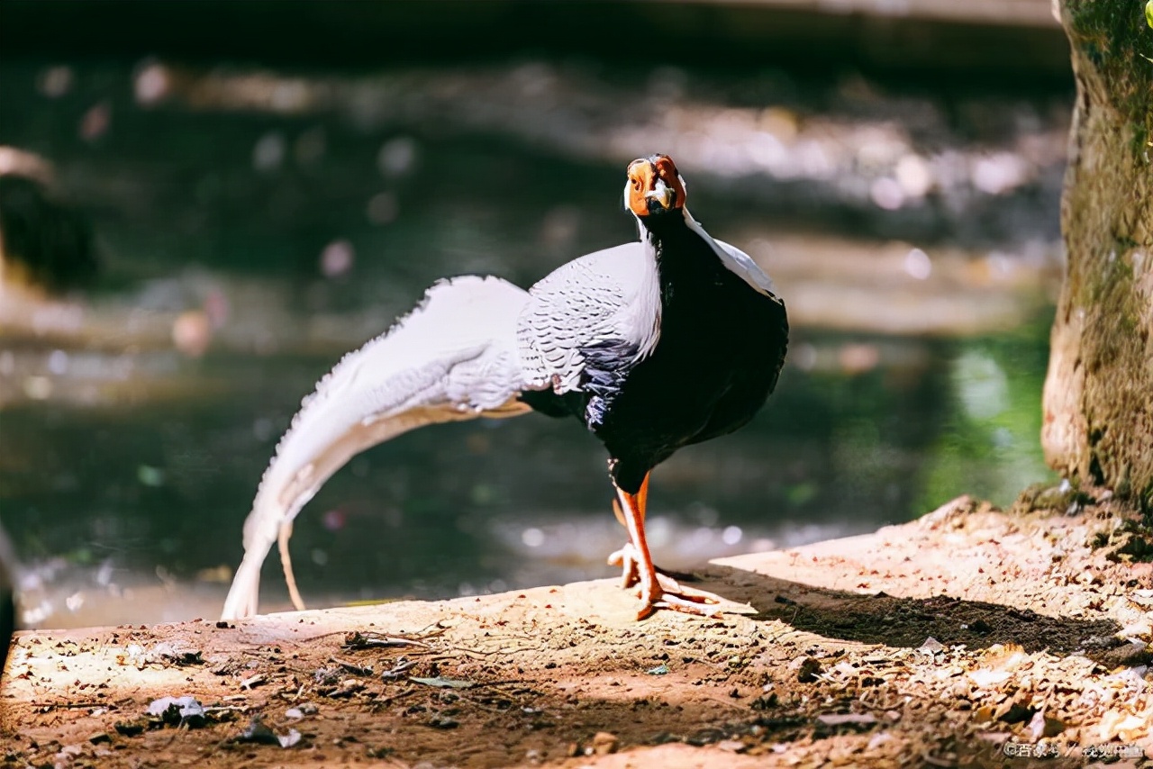 内部审计应该分析哪些财务数据,审计基础与实务银行存款审计