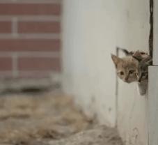 一到毕业季，我们大学的校猫就疯了哈哈哈