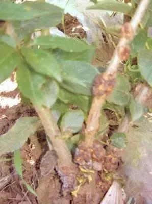 樱桃的常见病虫害及防治方法,樱桃虫害最佳防治方法