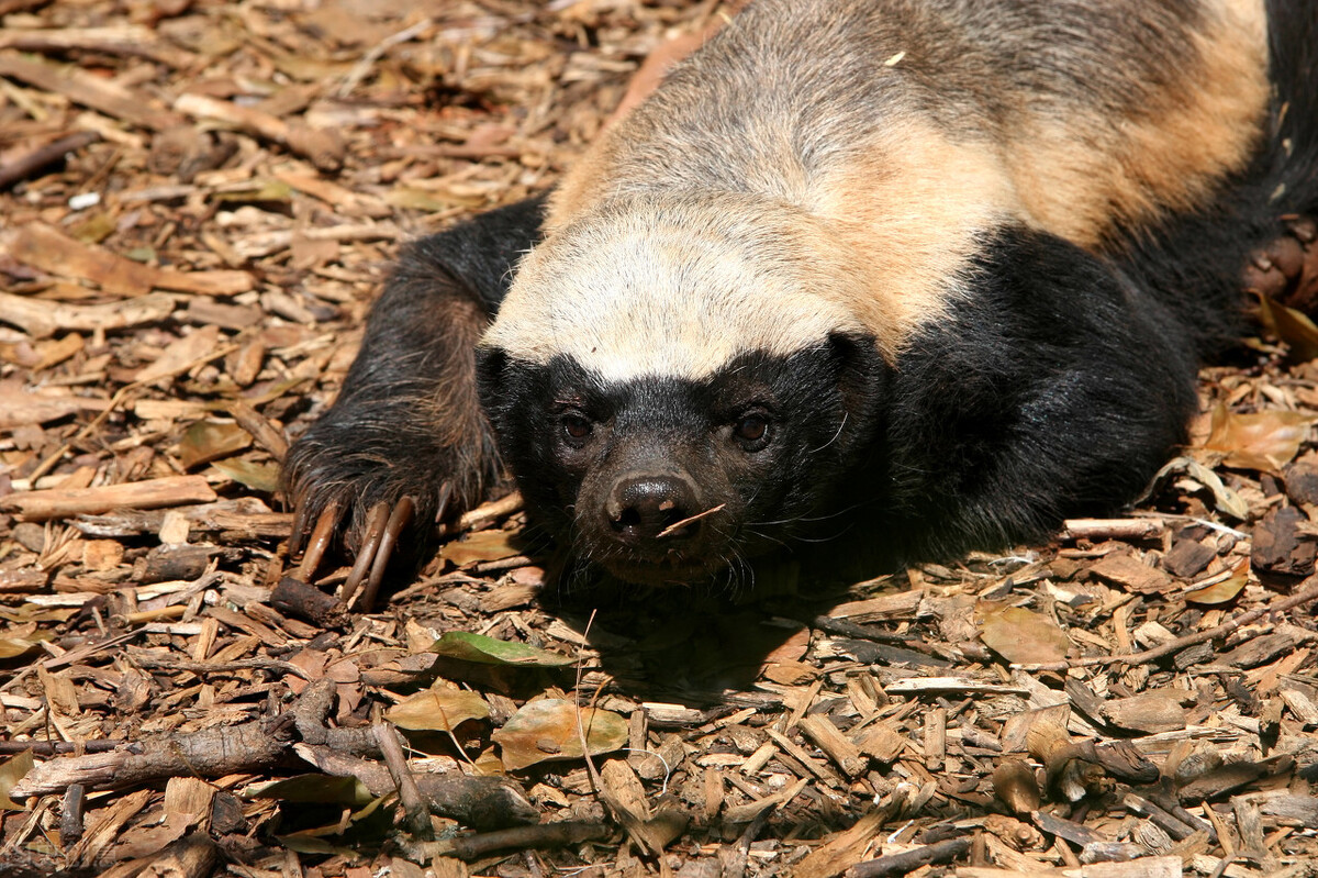 岛上有两万条蛇丢两只蜜獾会咋样,巴西蛇岛上放10只蜜獾会怎么样