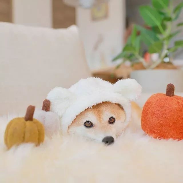 比人还会拍照的狗，简直萌炸朋友圈了