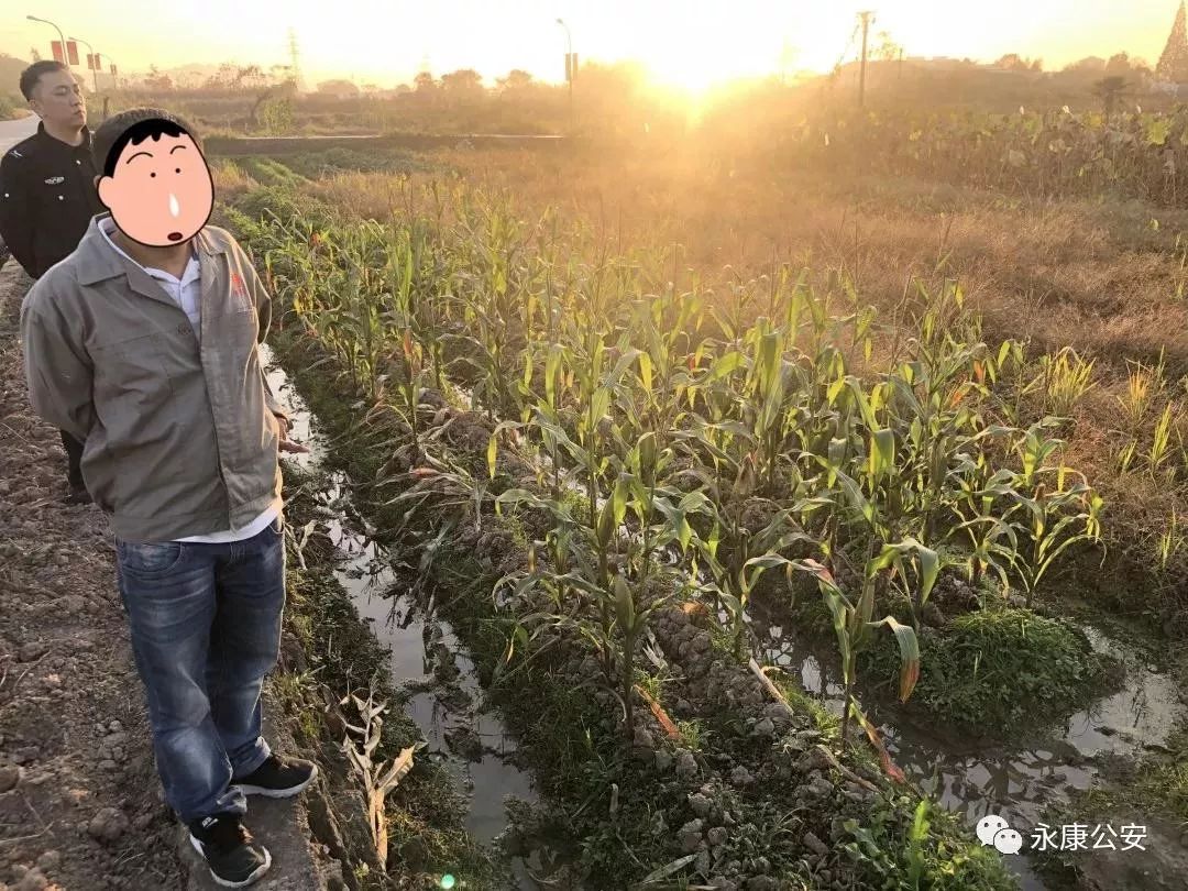 原来偷菜游戏叫啥,80后爱玩的偷菜游戏