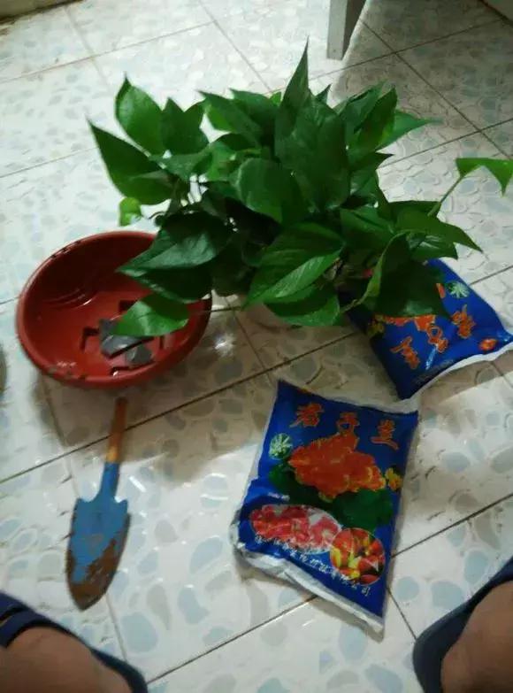 绿萝吊兰爱“吃土”，2年盆土“吃光光”，说啥也要换土！