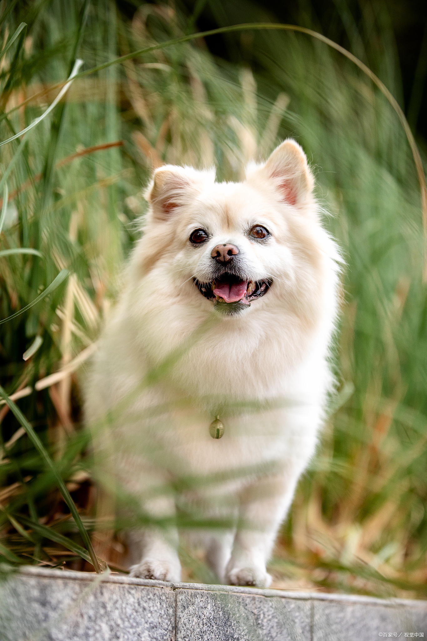 博美不吃狗粮的原因是什么,博美不吃狗粮该吃什么