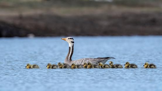 尼康d6拍鸟评测,摄影全套教程尼康d6