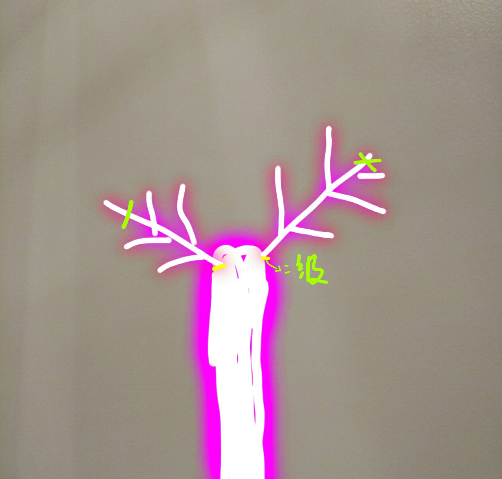 养一株树状月季一次开花好几百朵,树状月季开花耷拉头