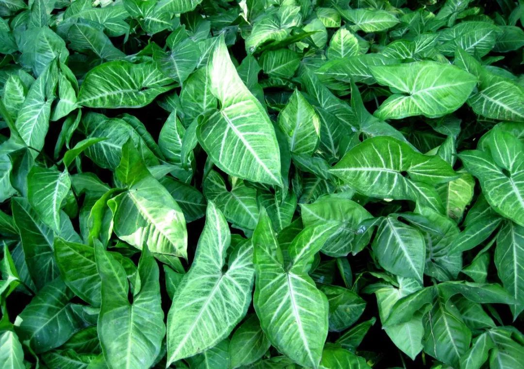 100种常见观叶植物图鉴史上最全,农村常见的100种植物