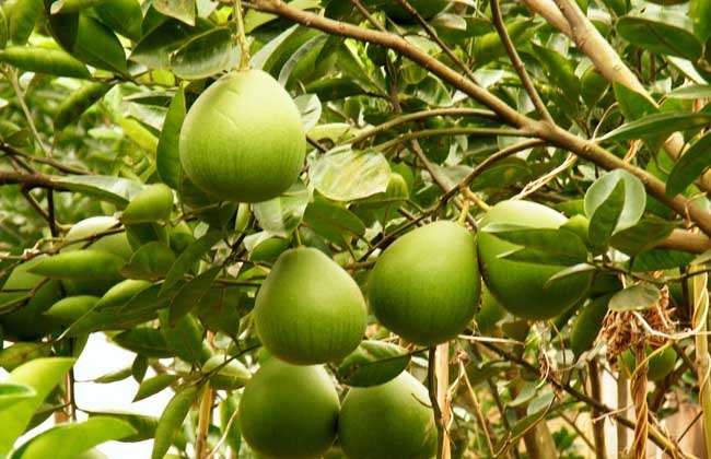 水果种植现状和前景,水果种植行业内幕