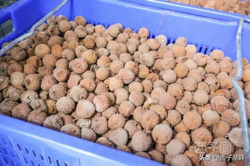 惠州镇隆荔枝什么品种,惠州镇隆自摘荔枝在哪
