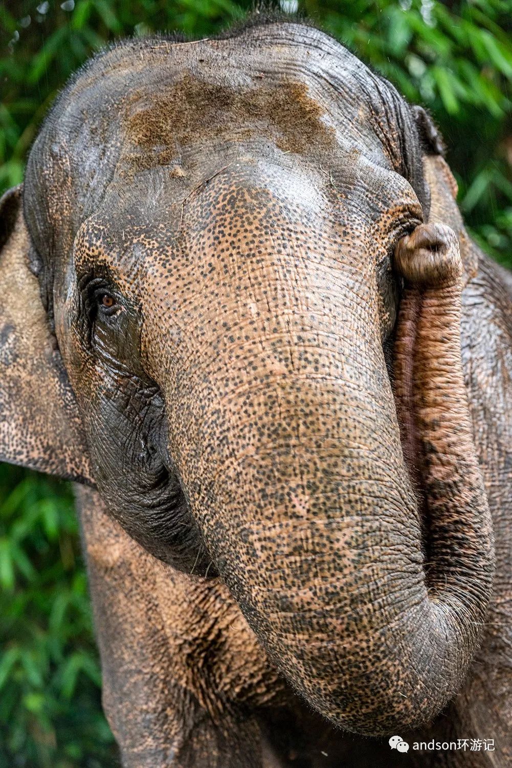 印尼你好怎么发音,印尼歌曲你好傻