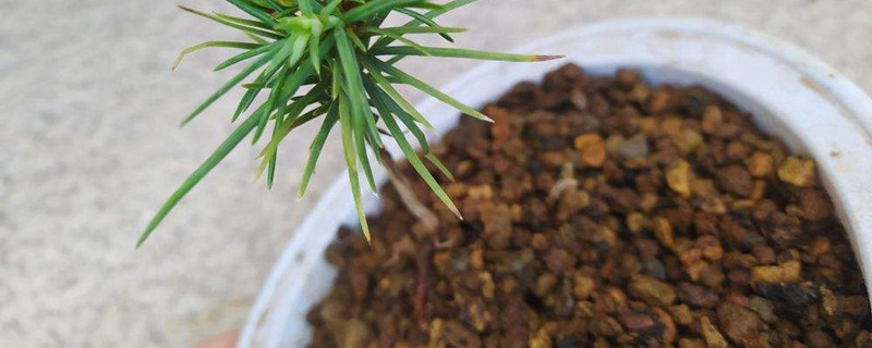 煤炭球怎么养花,烧完的废煤球可以养花吗