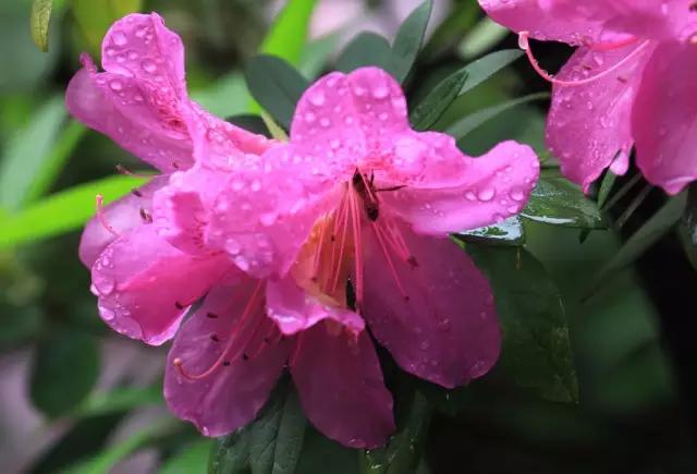 茶花是我国的十大名花吗,中国十大名花图片及花语