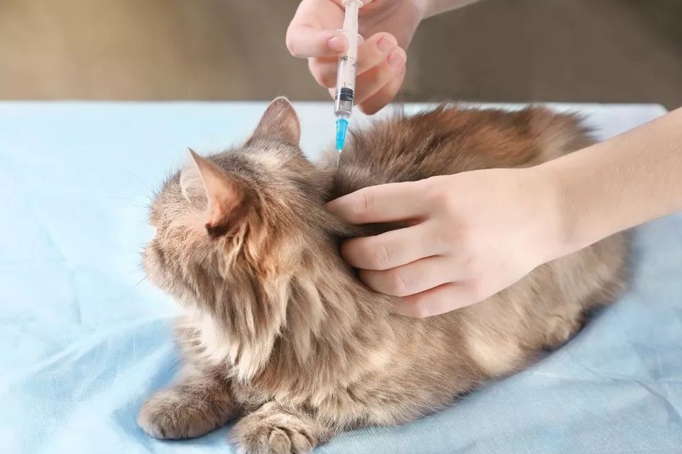 哪家航空公司可以托运宠物猫,哪个航空公司托运猫便宜