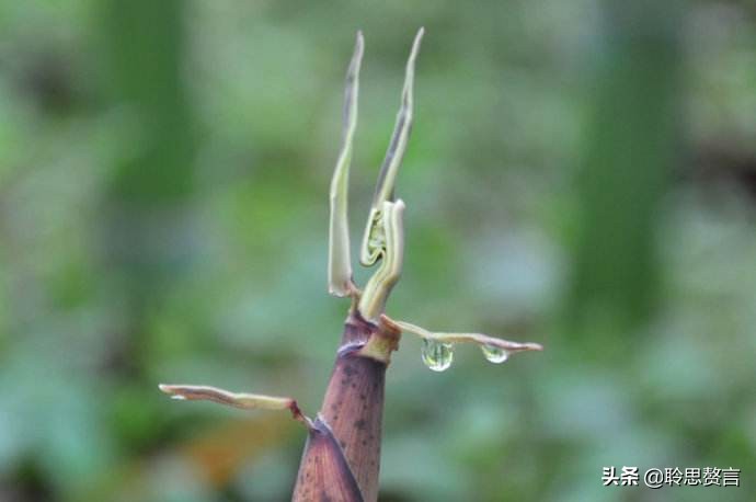 竹笋诗词精选三十一首,山中竹笋诗词