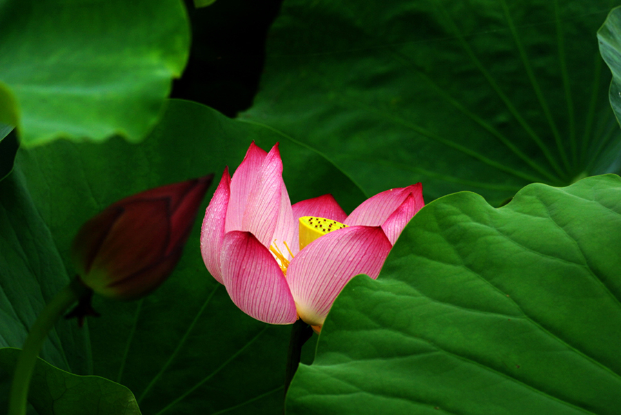 鹤城印象荷花图片,鹤城区看荷花