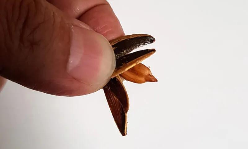 纳尼？为什么日本人不会嗑瓜子？看到中国人单手“吃”惊呆！