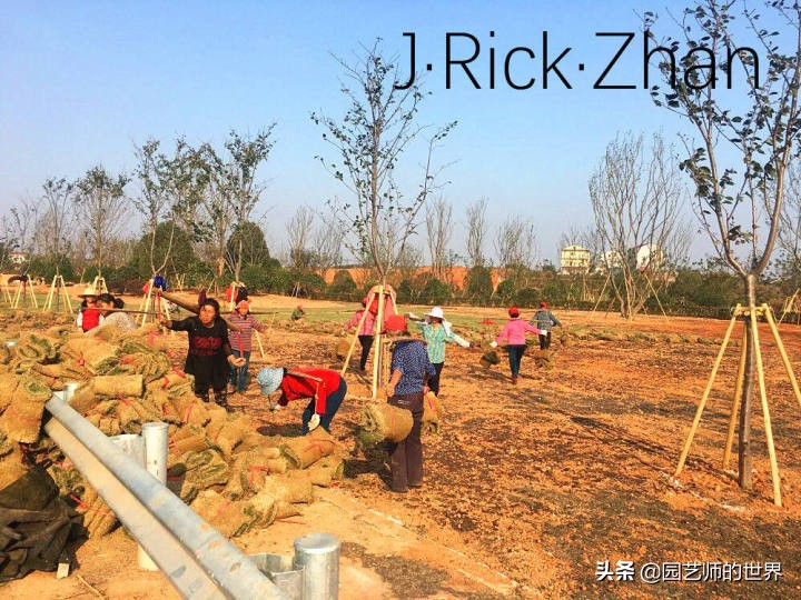 高尔夫果岭草坪家庭院子种植,麦冬草坪种植方法和注意事项