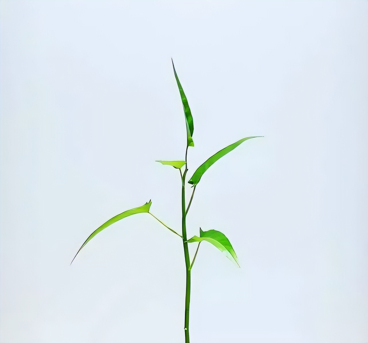 家庭阳台水培蔬菜技术视频教程,阳台种植蔬菜的技巧和方法视频