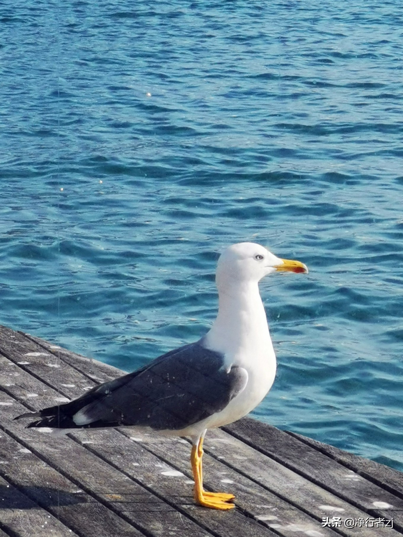 冬日暖阳拔“牙”记（34）巴塞罗那：高迪打造的欧洲之花（上）